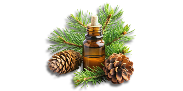 Cedar wood Oil