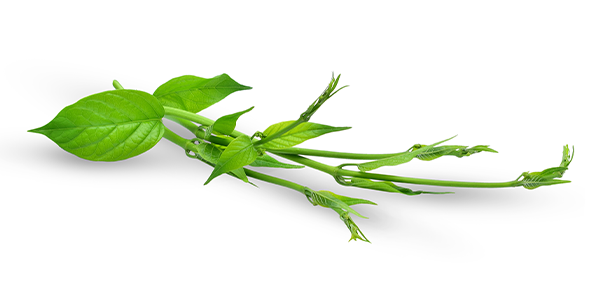 Gymnema Sylvestre Extract
